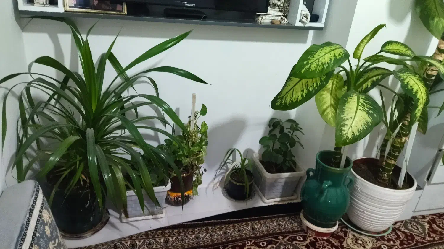 گل طبیعی|گل و گیاه طبیعی|کرمانشاه, |دیوار