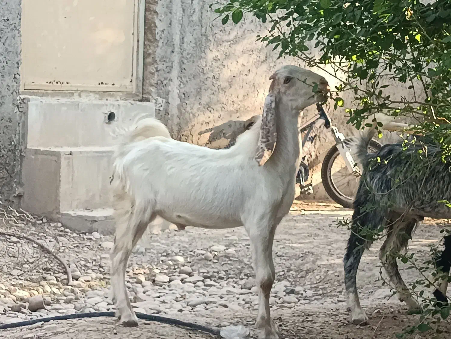 کهره نر|حیوانات مزرعه|شبانکاره, |دیوار
