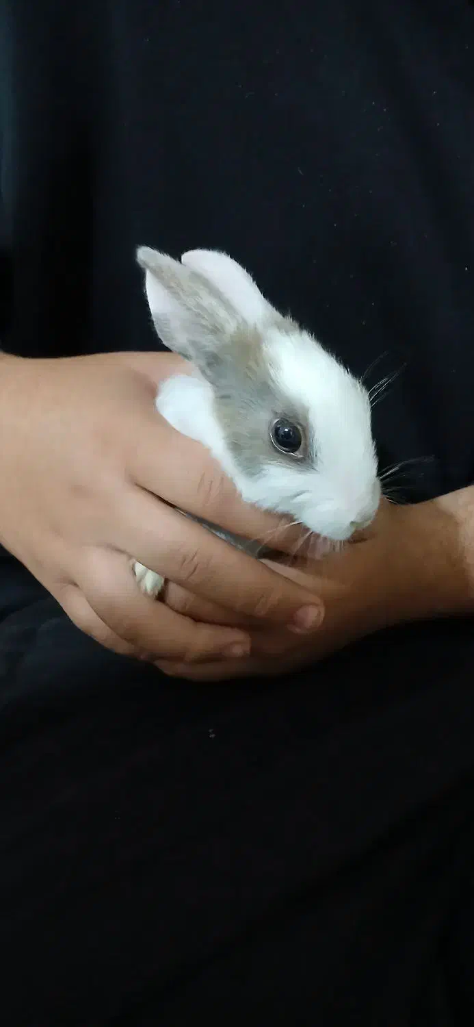 خرگوش|موش و خرگوش|نیشابور, مازول|دیوار