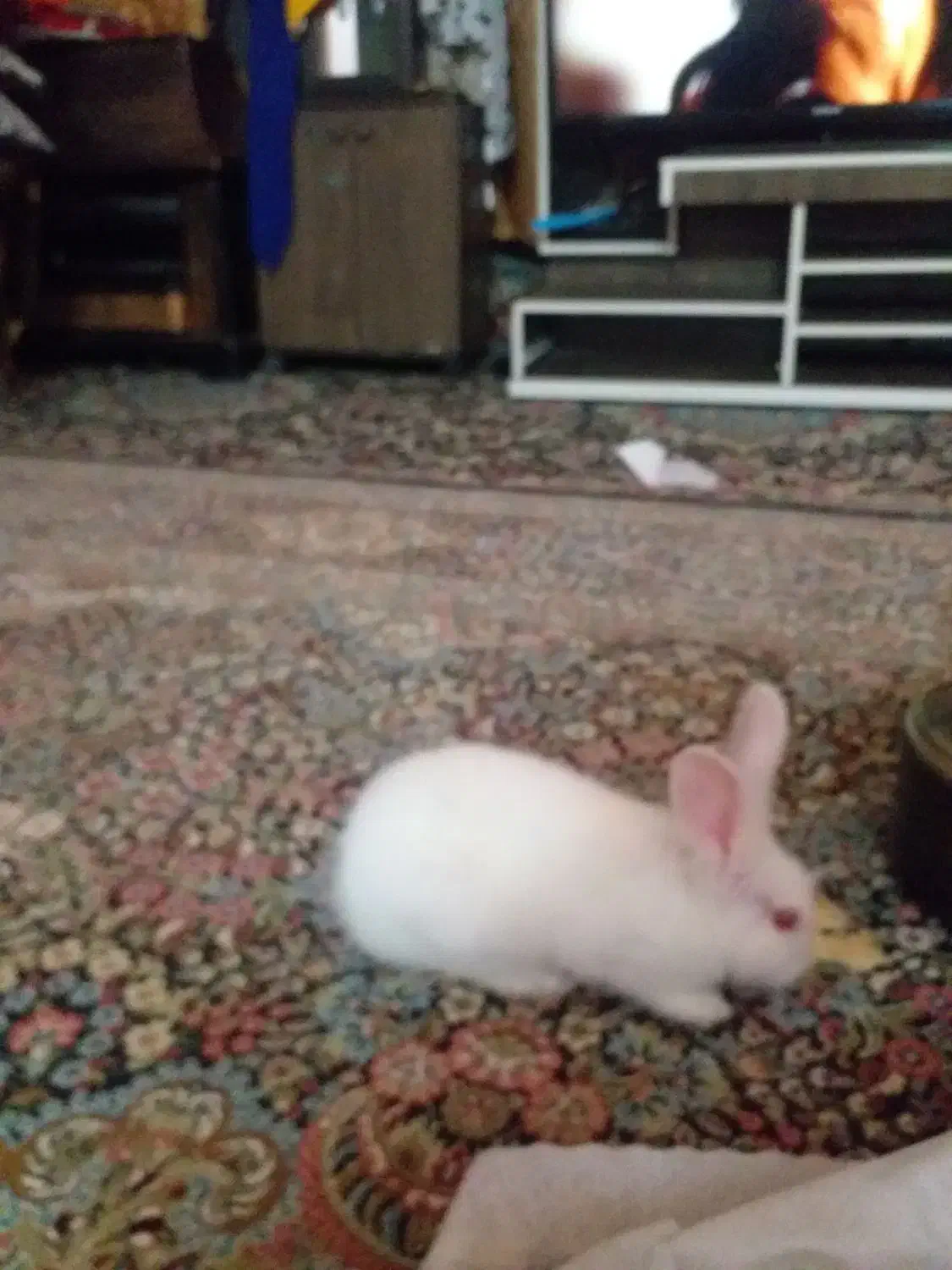 خرگوش|موش و خرگوش|کرمان, |دیوار