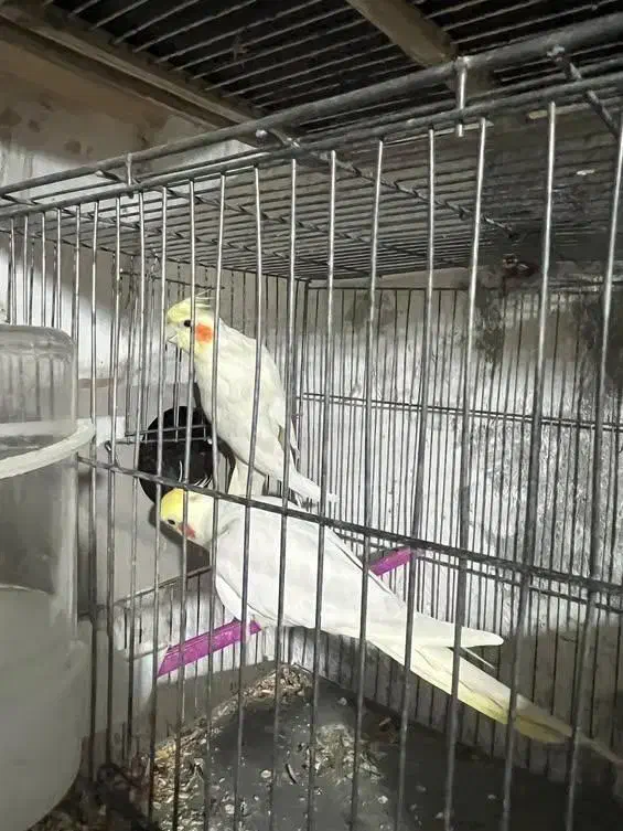 جفت لوتینو دست سخنگو|پرنده|شاهینشهر, فردوسی|دیوار