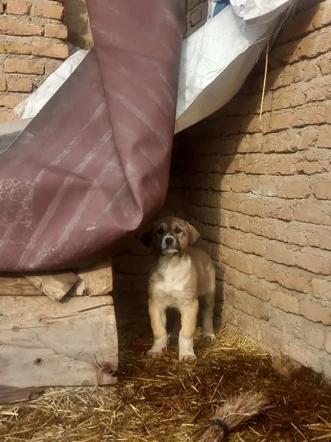 توله سگ ۳ عدد|سگ|صوفیان, |دیوار