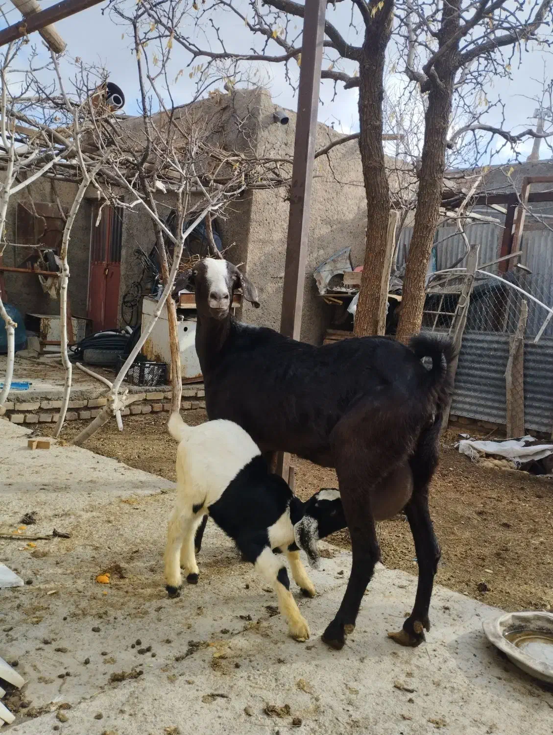 بز سانن با دو بزغاله نر|حیوانات مزرعه|مود, |دیوار