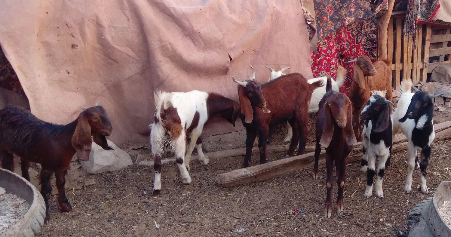 خرمشهر|حیوانات مزرعه|خرمشهر, |دیوار