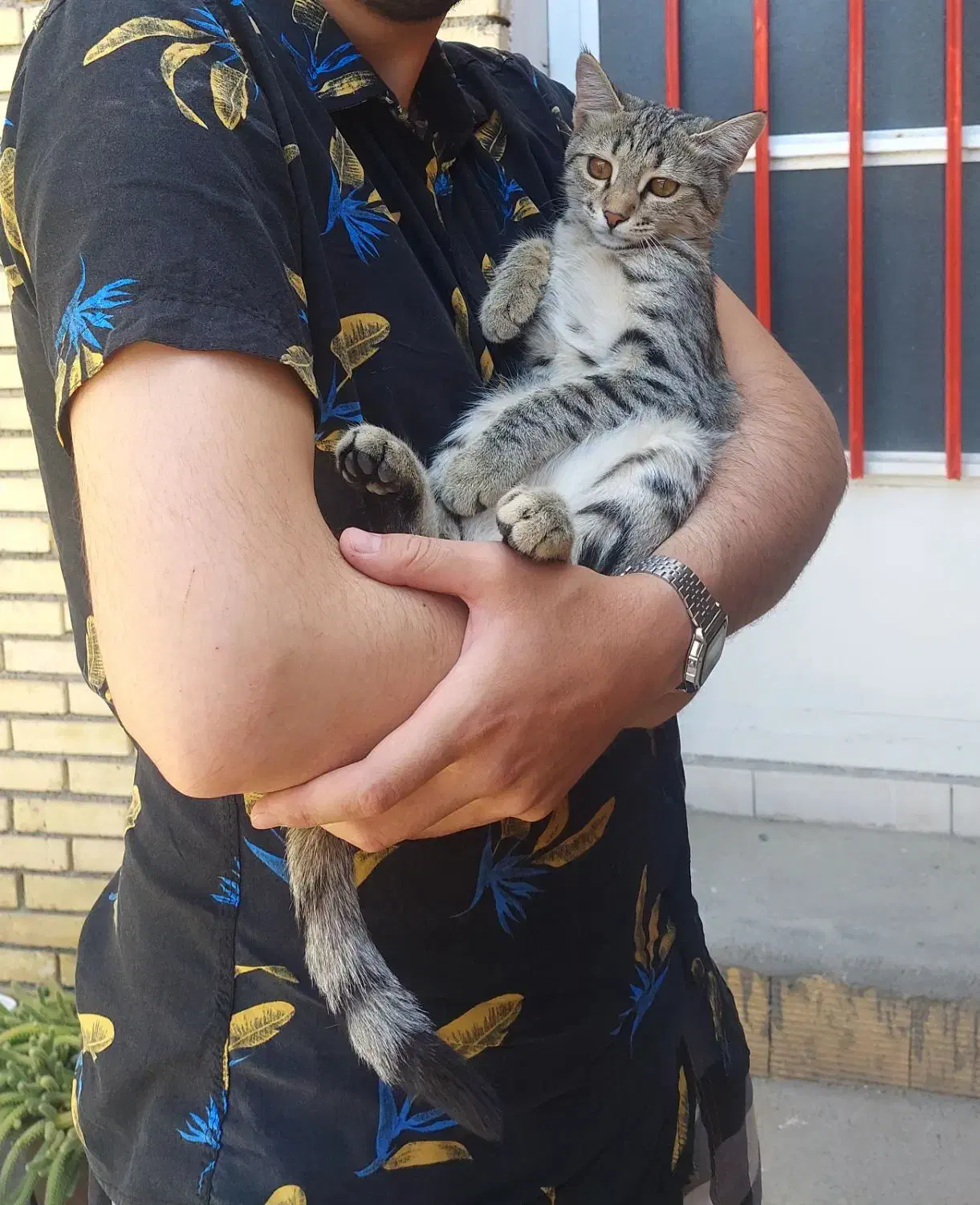 گمشدن گربه ۸ماهه|گربه|شهرکرد, |دیوار