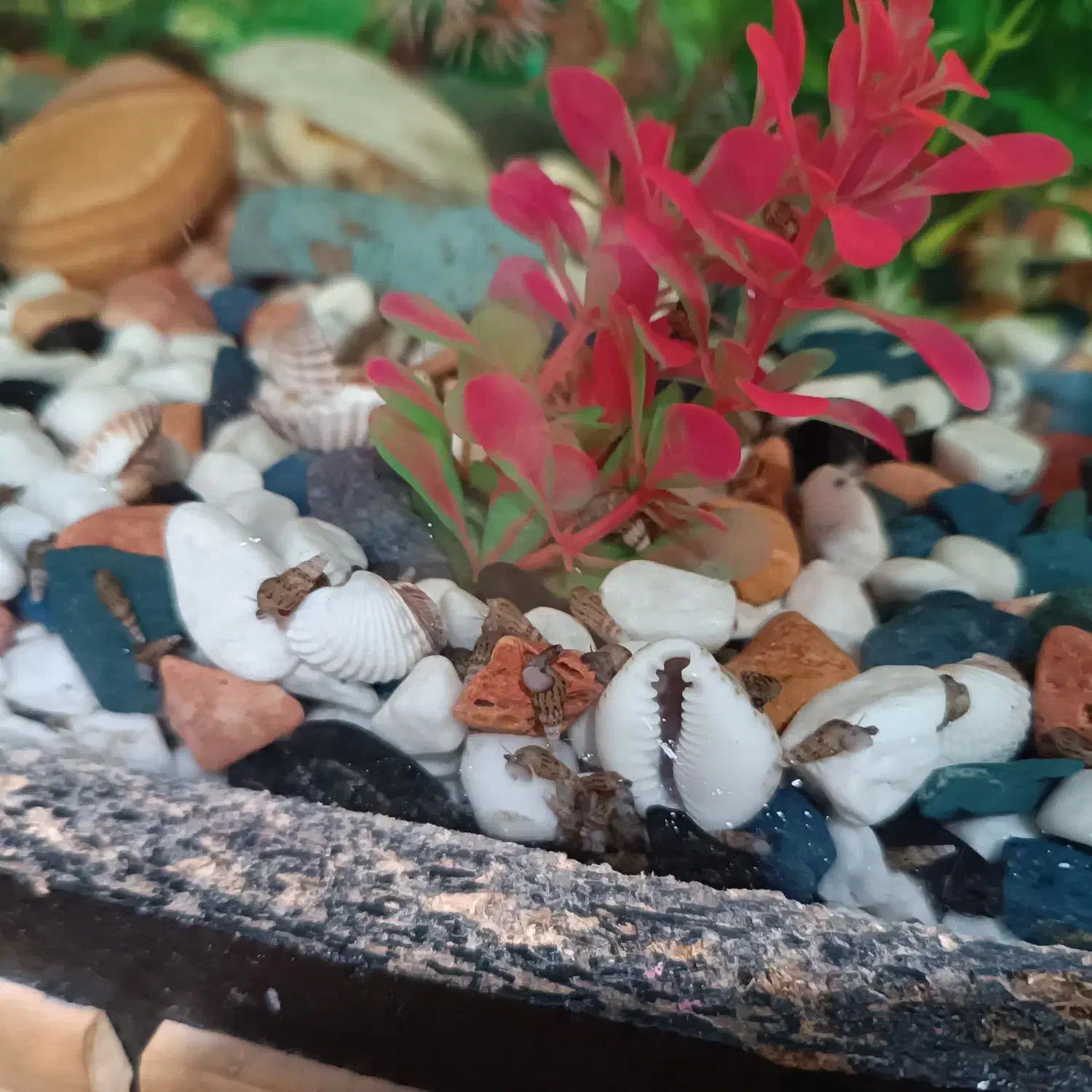 حلزون رامشون|ماهی|تهران, یافت‌آباد|دیوار