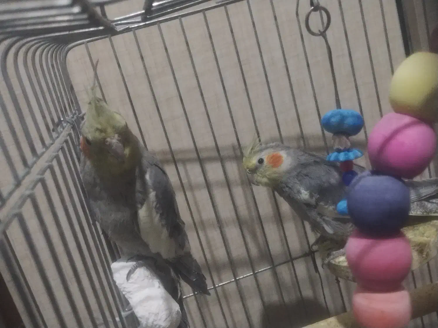 عروس هلندی|پرنده|شهریار, شهریار|دیوار