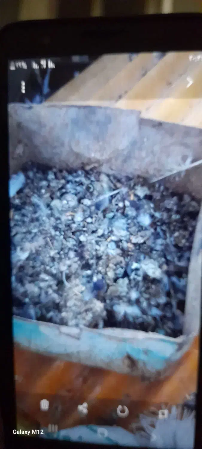 زل یا کود کبوتر|گل و گیاه طبیعی|خمینی‌شهر, |دیوار