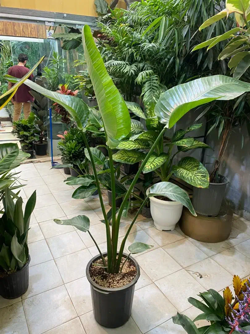 نخل نیکلای انواع گل گیاه اپارتمانی نیلا گالری|گل و گیاه طبیعی|لواسان, |دیوار