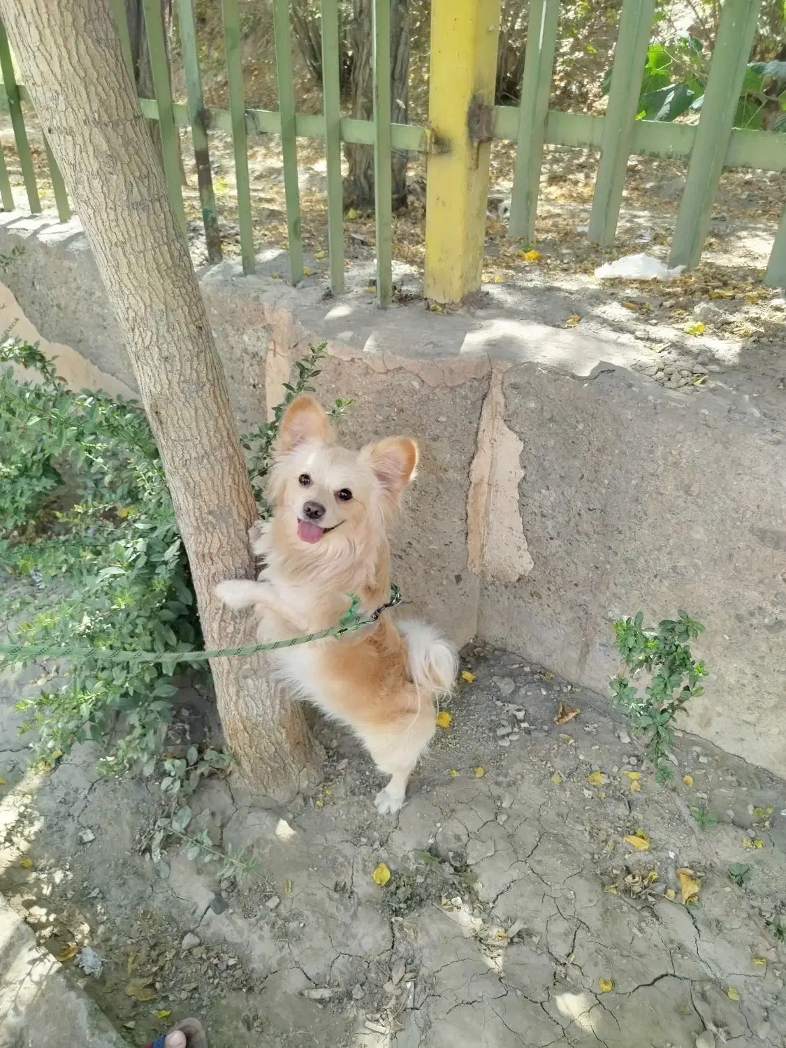 سک پامراین|سگ|تهران, جلیلی|دیوار