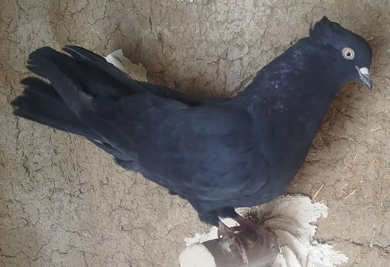 زاغ کاکلی|پرنده|سردرود, |دیوار