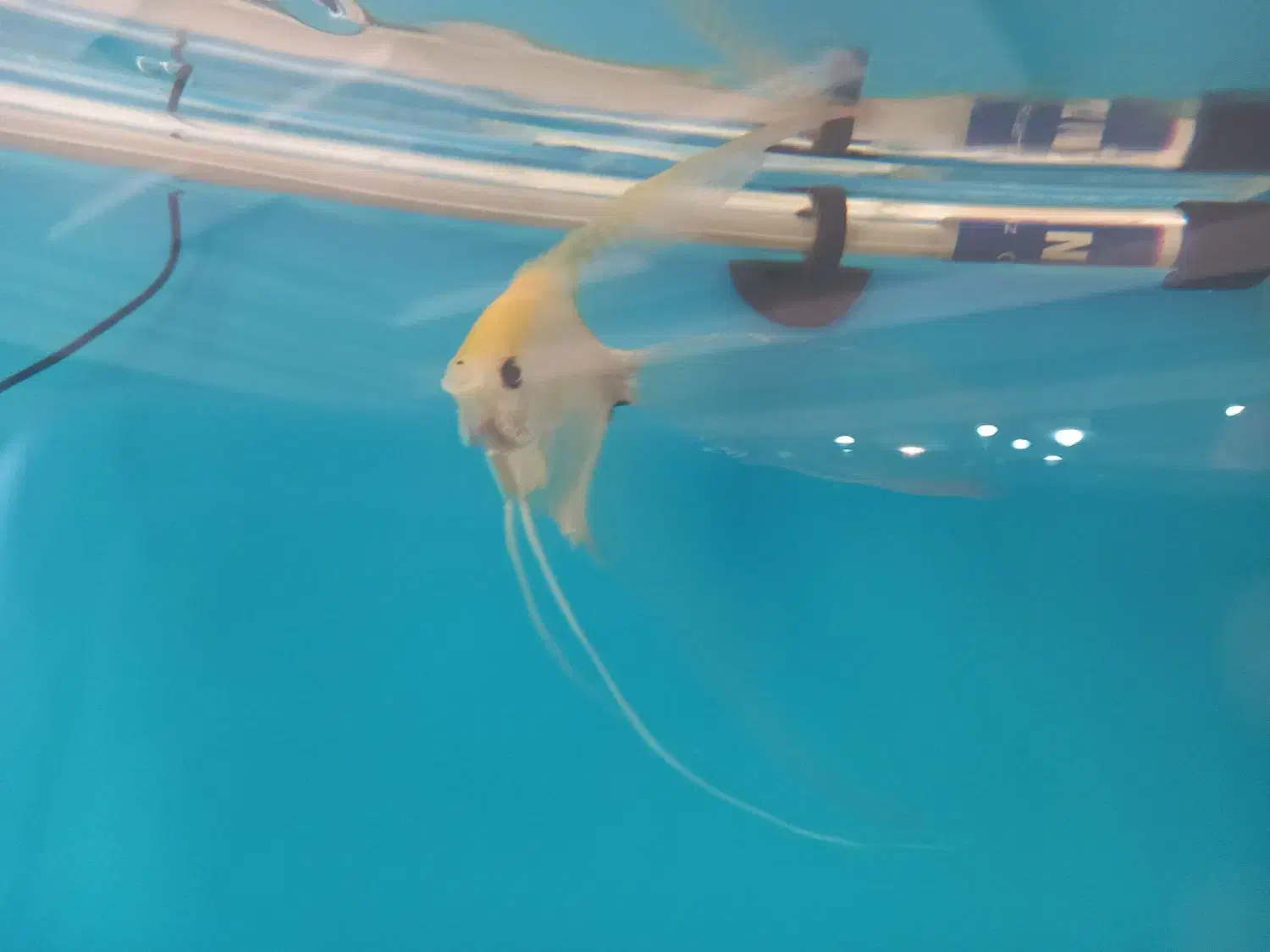 ماهی انجل سوپر باله وارداتی|ماهی|پردیس, فاز ۸|دیوار