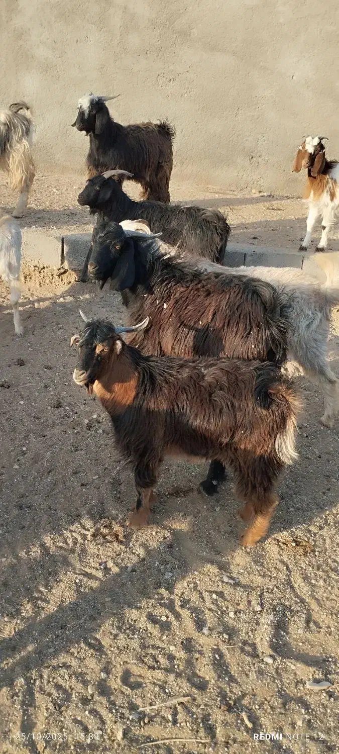 بره و بزغاله نرسبک|حیوانات مزرعه|قائن, |دیوار