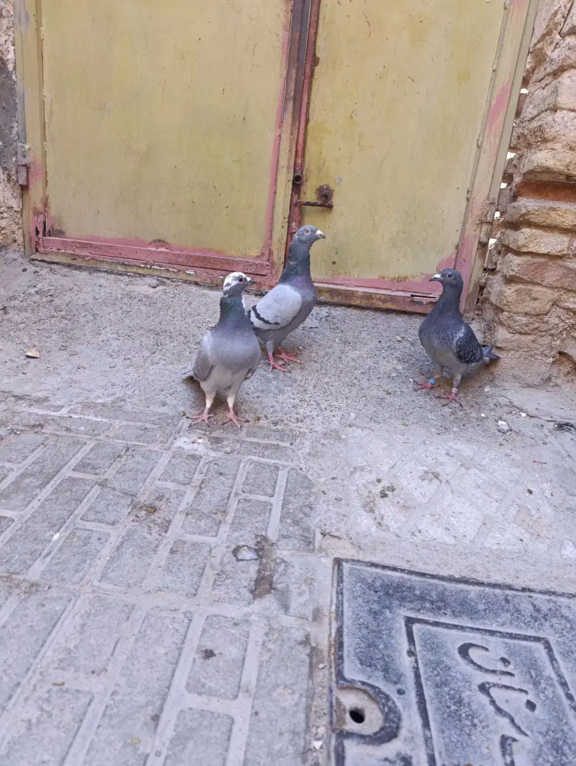 کبوتر مسافتی|پرنده|سمنان, |دیوار