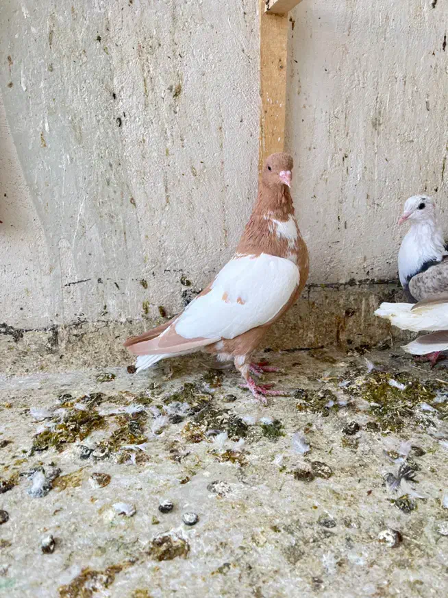 کبوتر پلنگ افغانی|پرنده|سبزوار, ابوریحان|دیوار