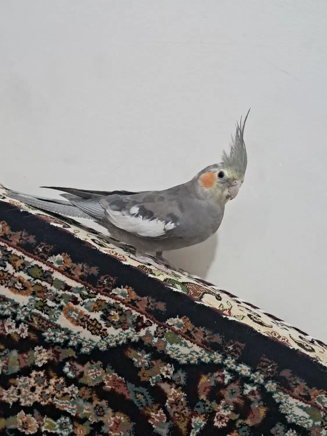 عروس هلندی|پرنده|قروه, |دیوار