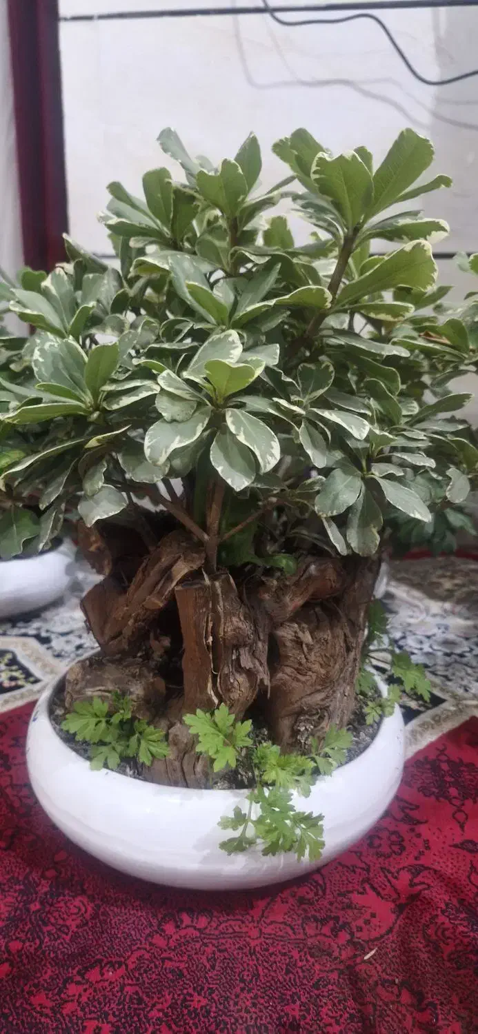 بونسای ابلغ خارجی|گل و گیاه طبیعی|اهواز, کمپلو جنوبی|دیوار