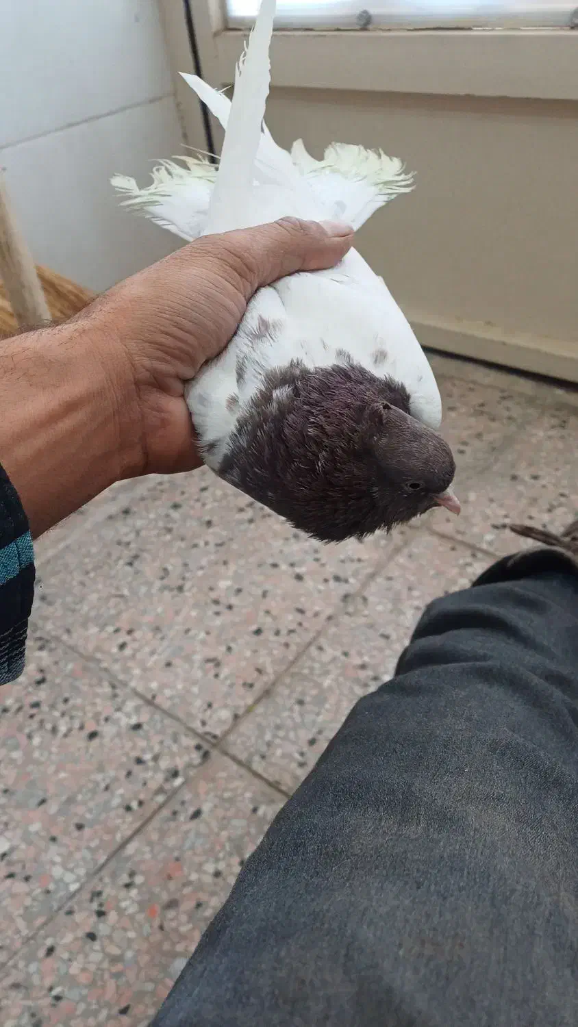 ماده کله سرخ|پرنده|فردوس (خراسان), |دیوار