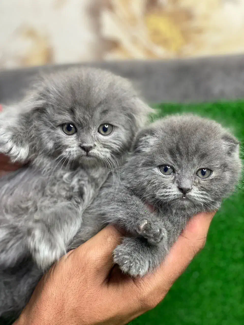 گربه اسکاتیش|گربه|شیراز, حافظیه|دیوار