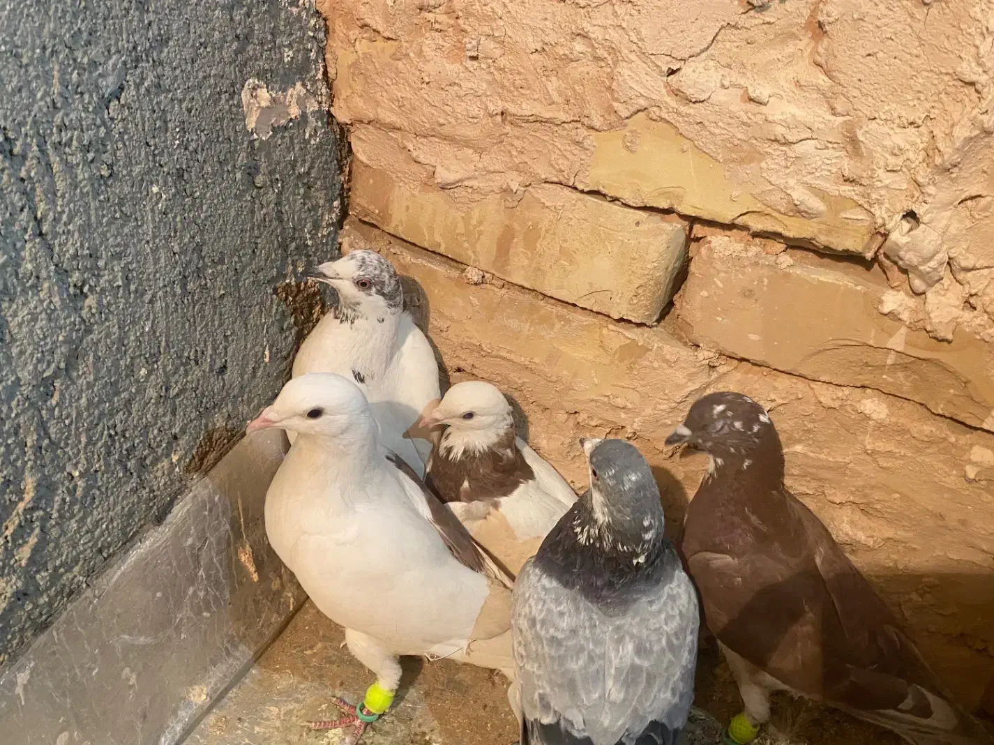 کبوتر پرشی|پرنده|سبزوار, عارف|دیوار