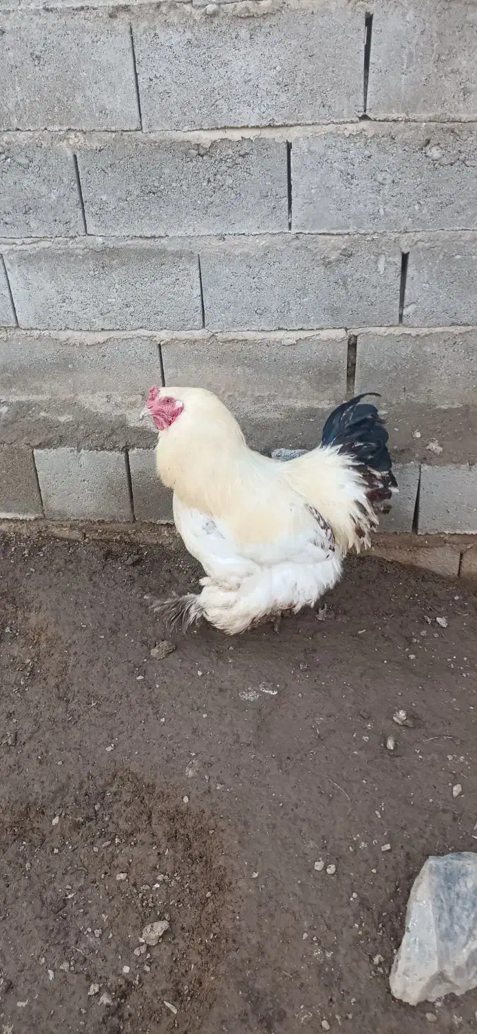 مرغ و خروس برهما|حیوانات مزرعه|چهاربرج, |دیوار