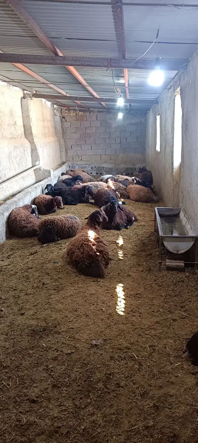 گوسفند زنده قربانی درجه یک|حیوانات مزرعه|همدان, |دیوار