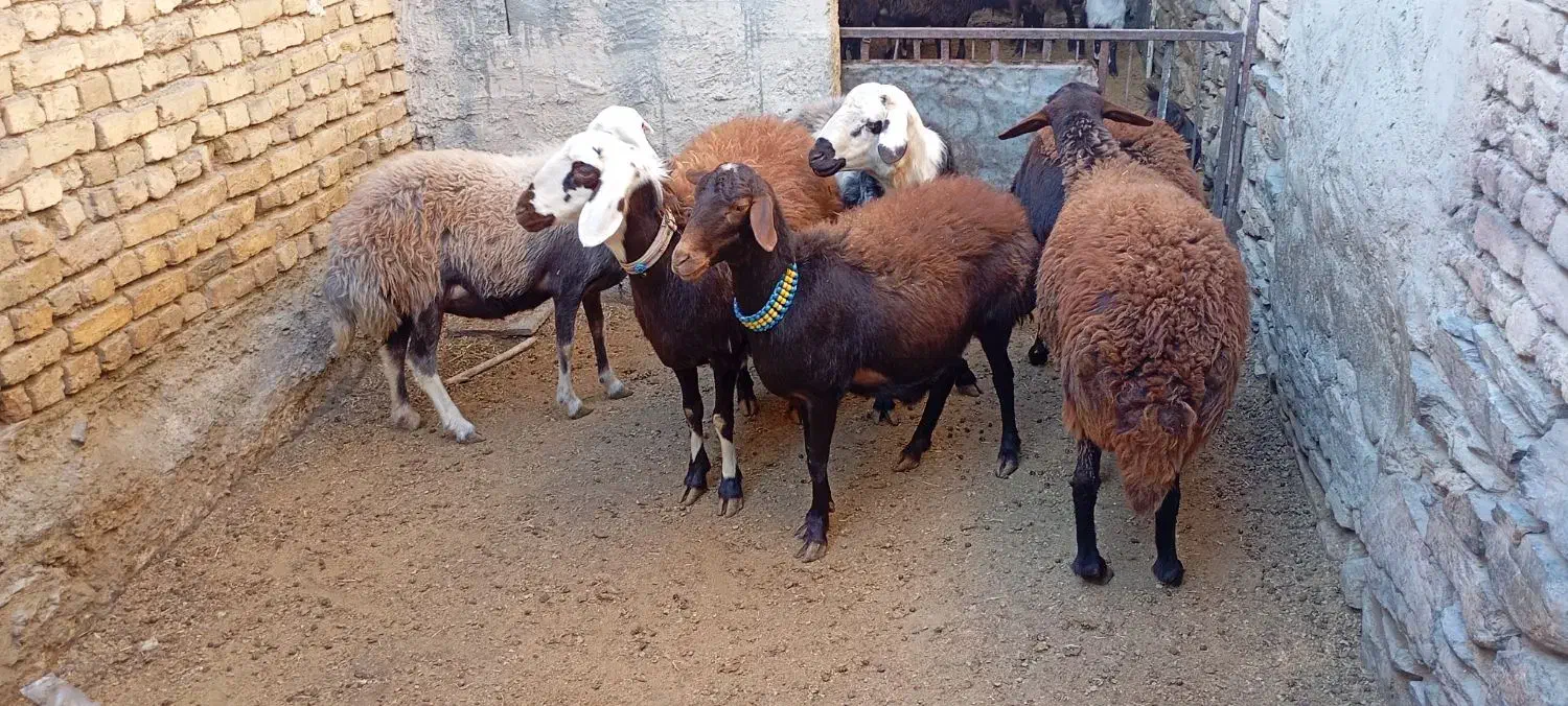 5عدد شیشک سه شیره با بره نر|حیوانات مزرعه|بروجرد, |دیوار