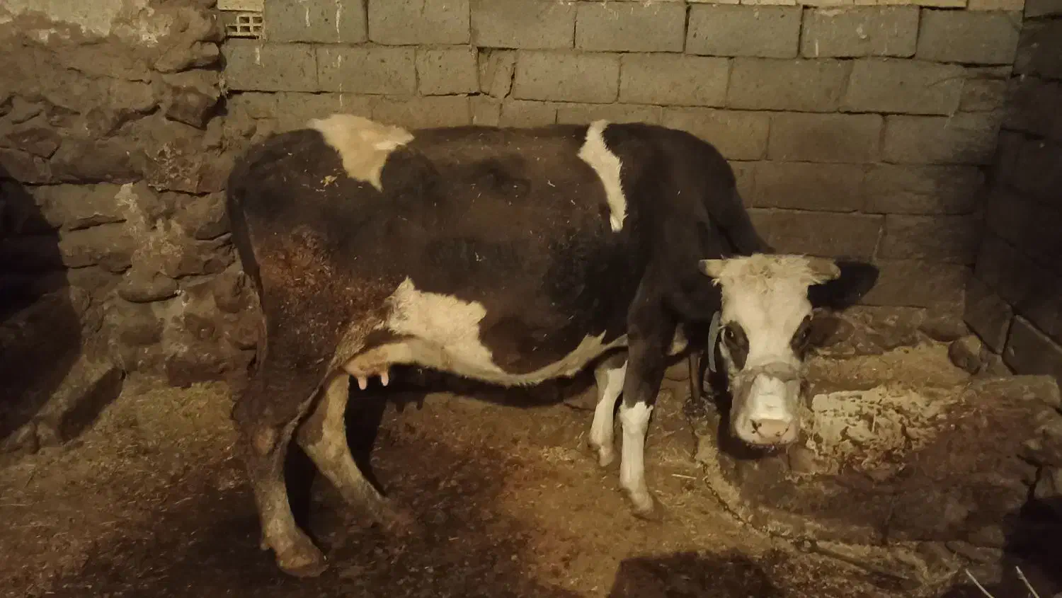 گاو و گوساله|حیوانات مزرعه|زاغه, |دیوار