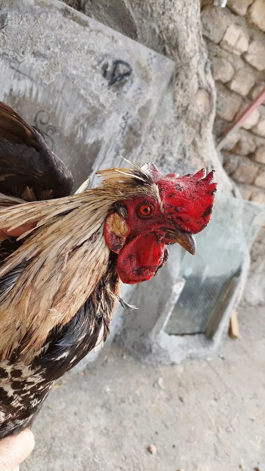 مرغ و خروس|پرنده|سیلاخور, |دیوار