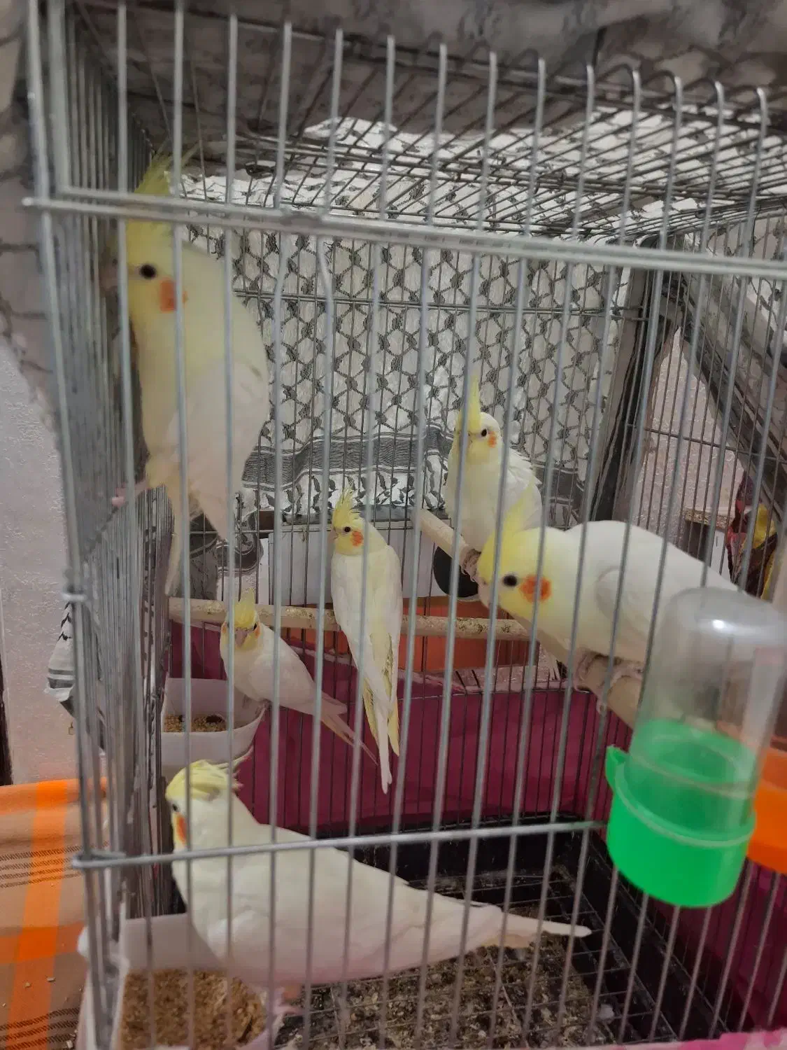 عروس هلندی لوتینو|پرنده|مشهد, سمزقند|دیوار