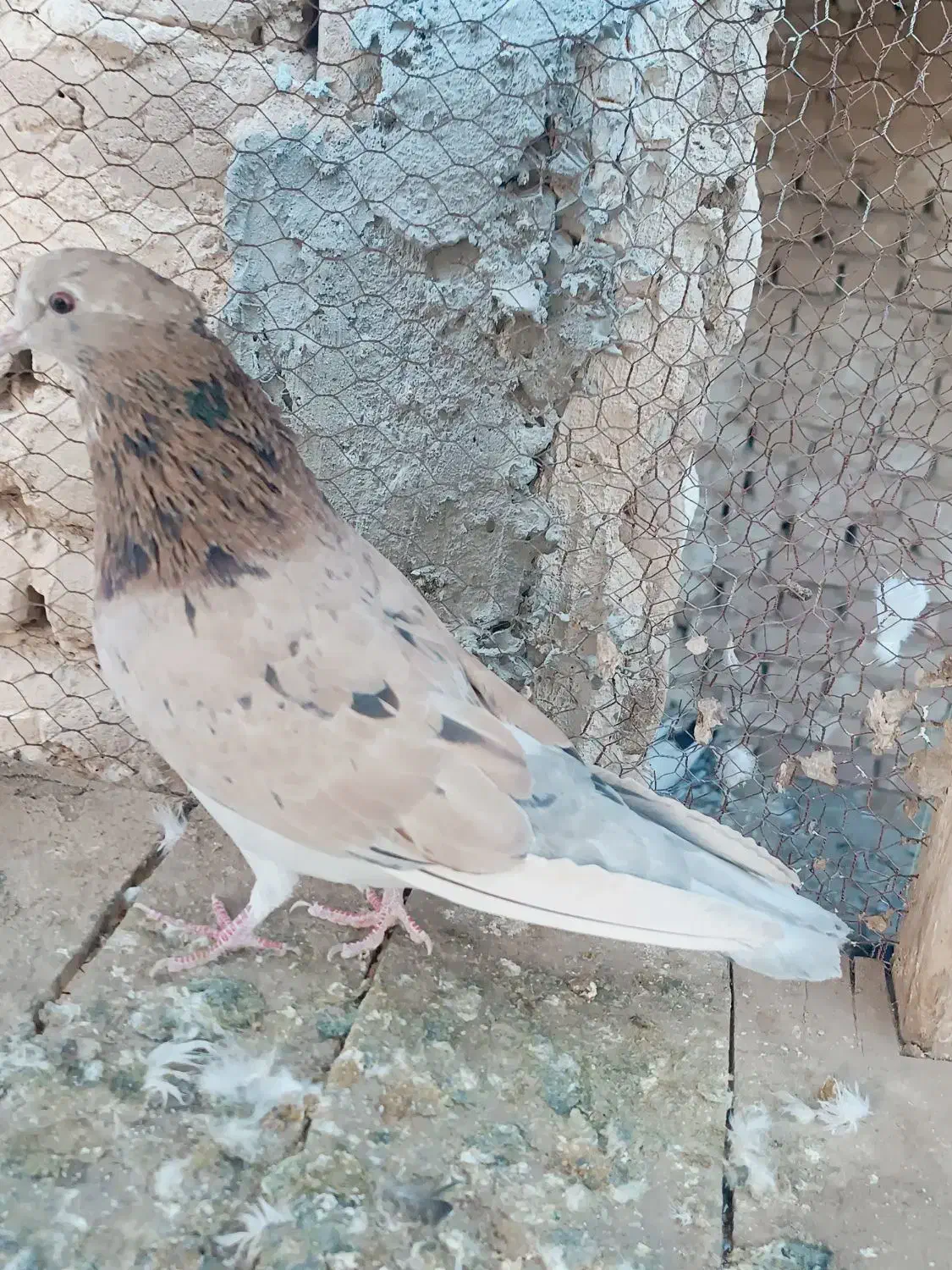 سرور|پرنده|آران و بیدگل, |دیوار