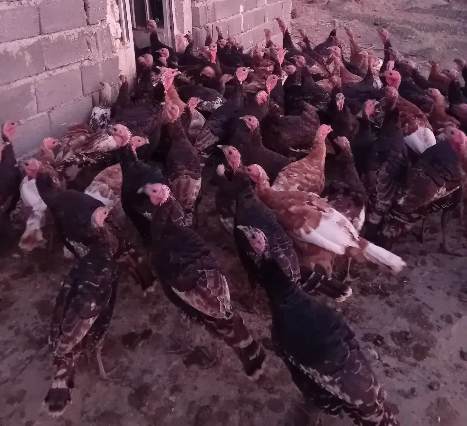 بوقلمون برنزه و بربون|حیوانات مزرعه|خوی, |دیوار