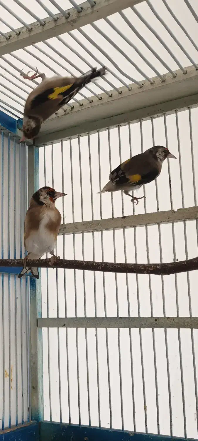 ُسهره|پرنده|شهرکرد, |دیوار