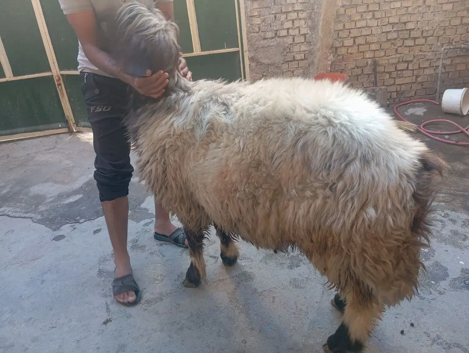 فروش قوچ درجه یک داشتی جوان|حیوانات مزرعه|ایذه, |دیوار