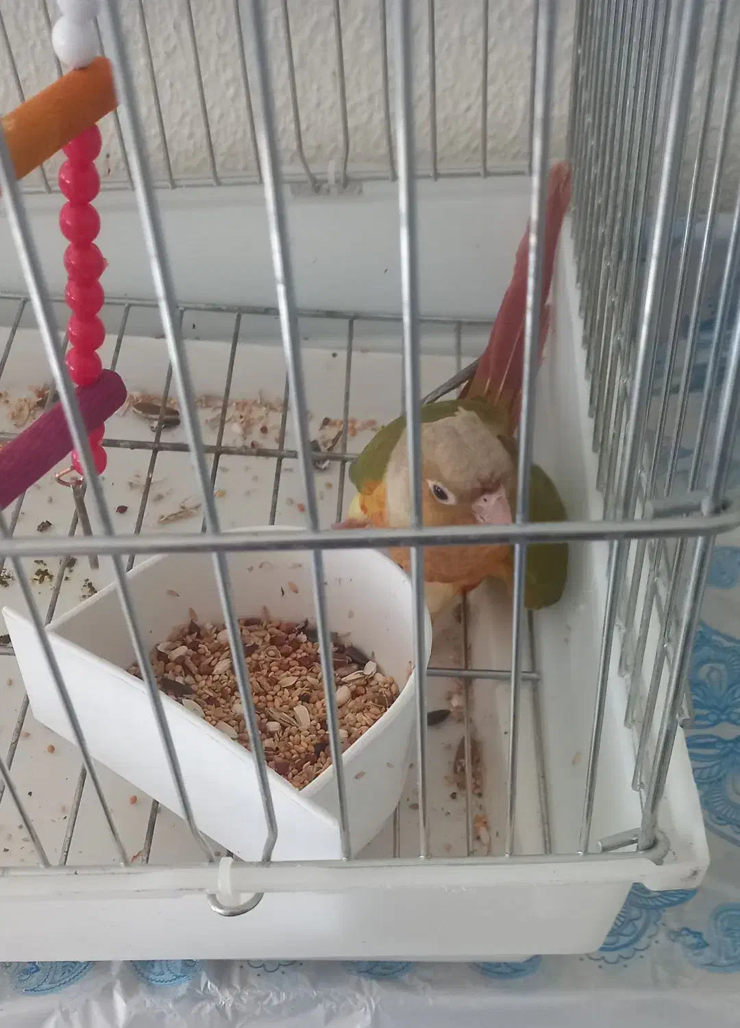 طوطی گیرینجیک|پرنده|شاهین‌شهر, طالقانی|دیوار