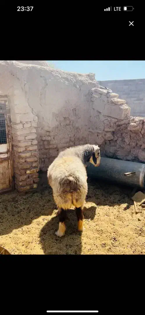 قوچ نژاد دار|حیوانات مزرعه|سیرجان, |دیوار