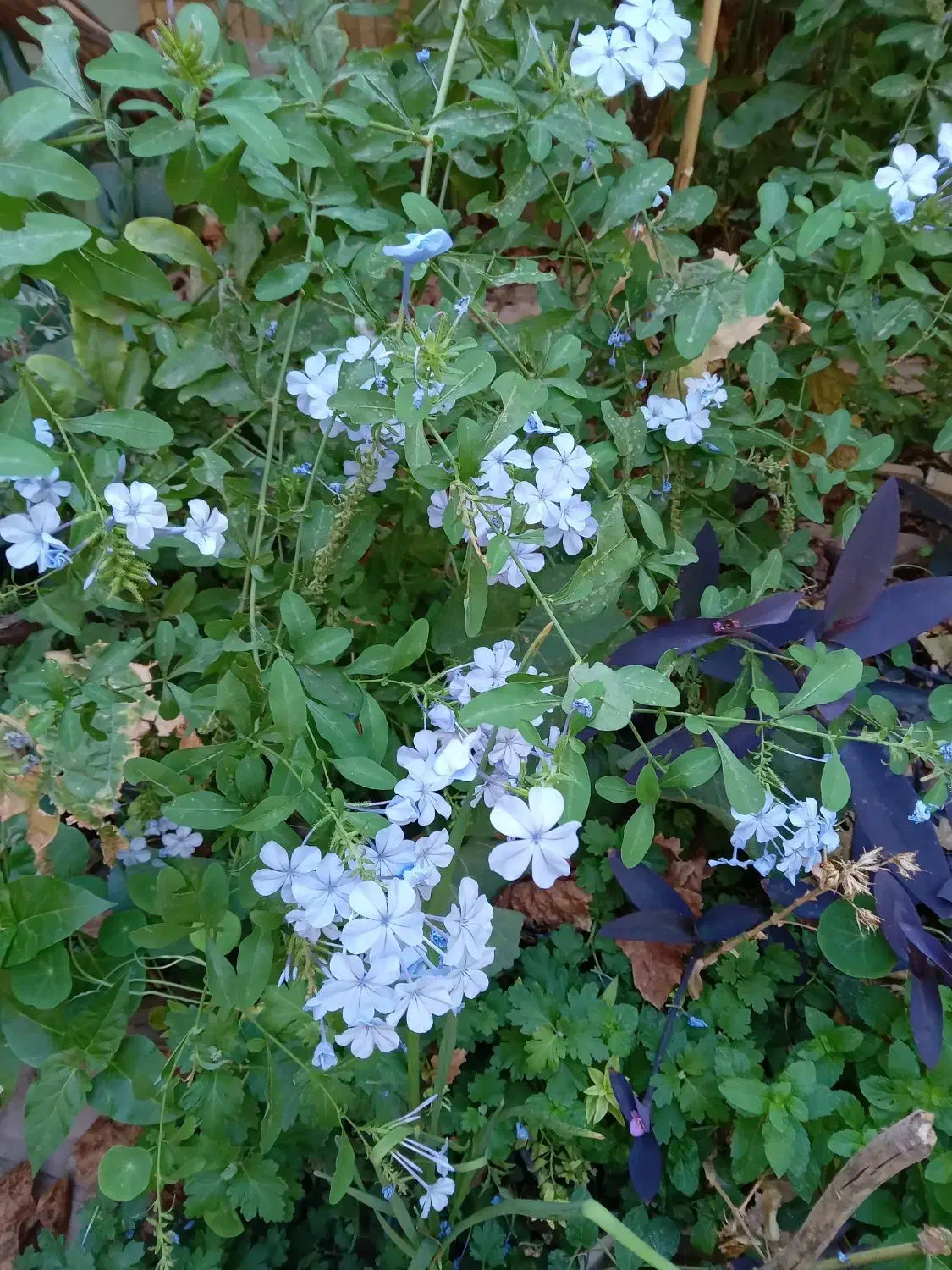 گل وگیاه یاس آبی ،زرد وسفیدخوشبو|گل و گیاه طبیعی|شیراز, شهرک والفجر|دیوار