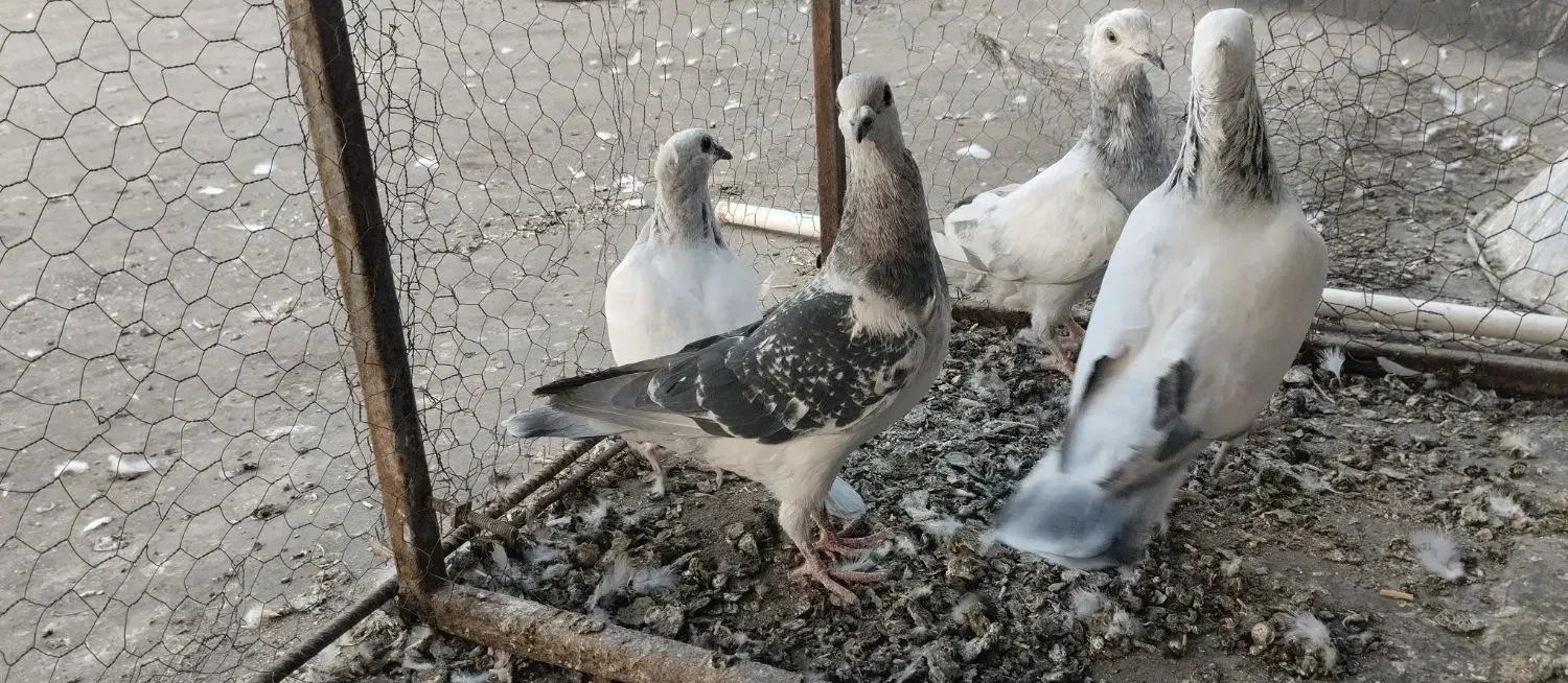 ۴۵ عدد هوایی|پرنده|مشهد, عیدگاه|دیوار