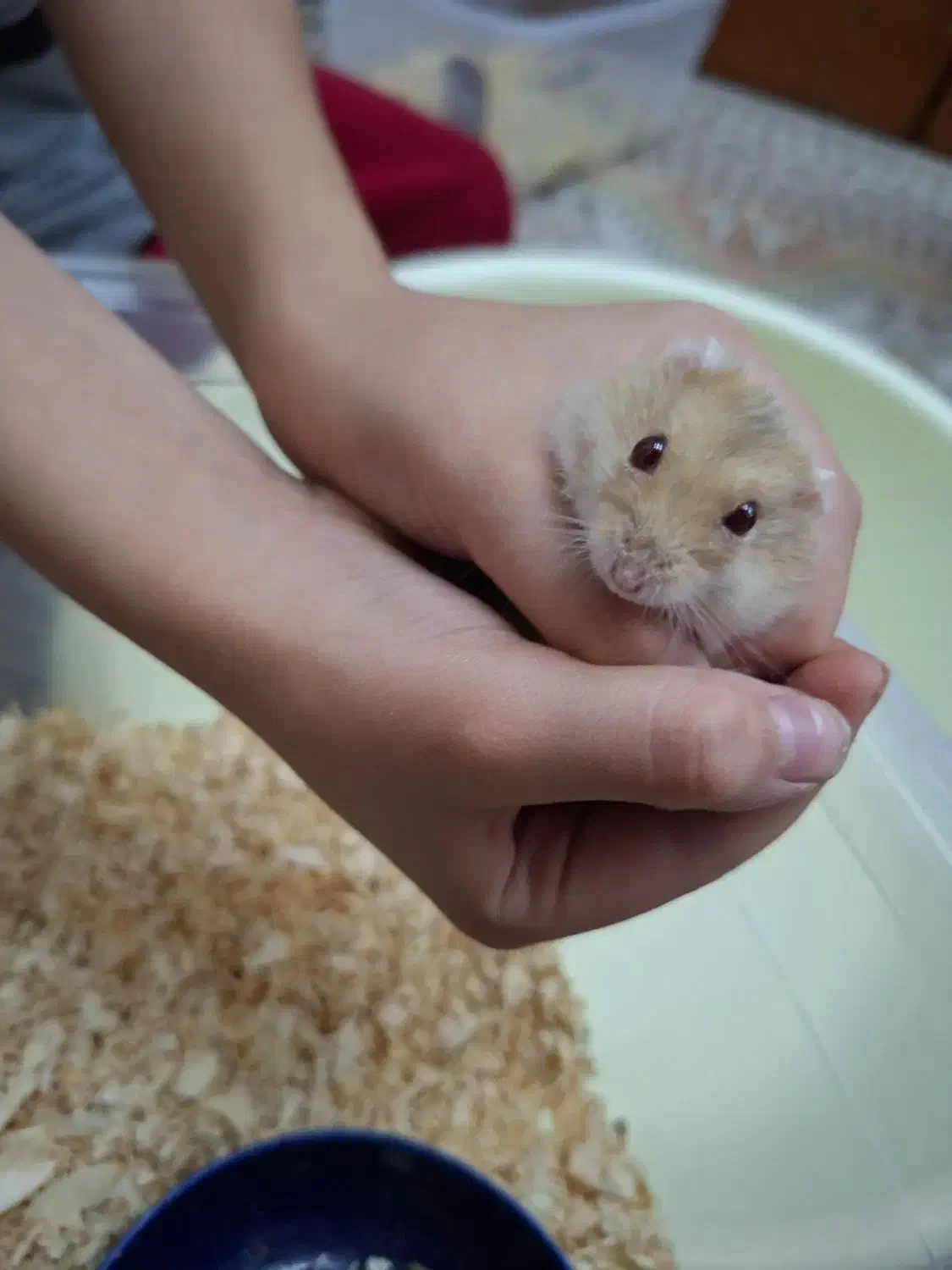 همستر|موش و خرگوش|تهران, نصرت|دیوار