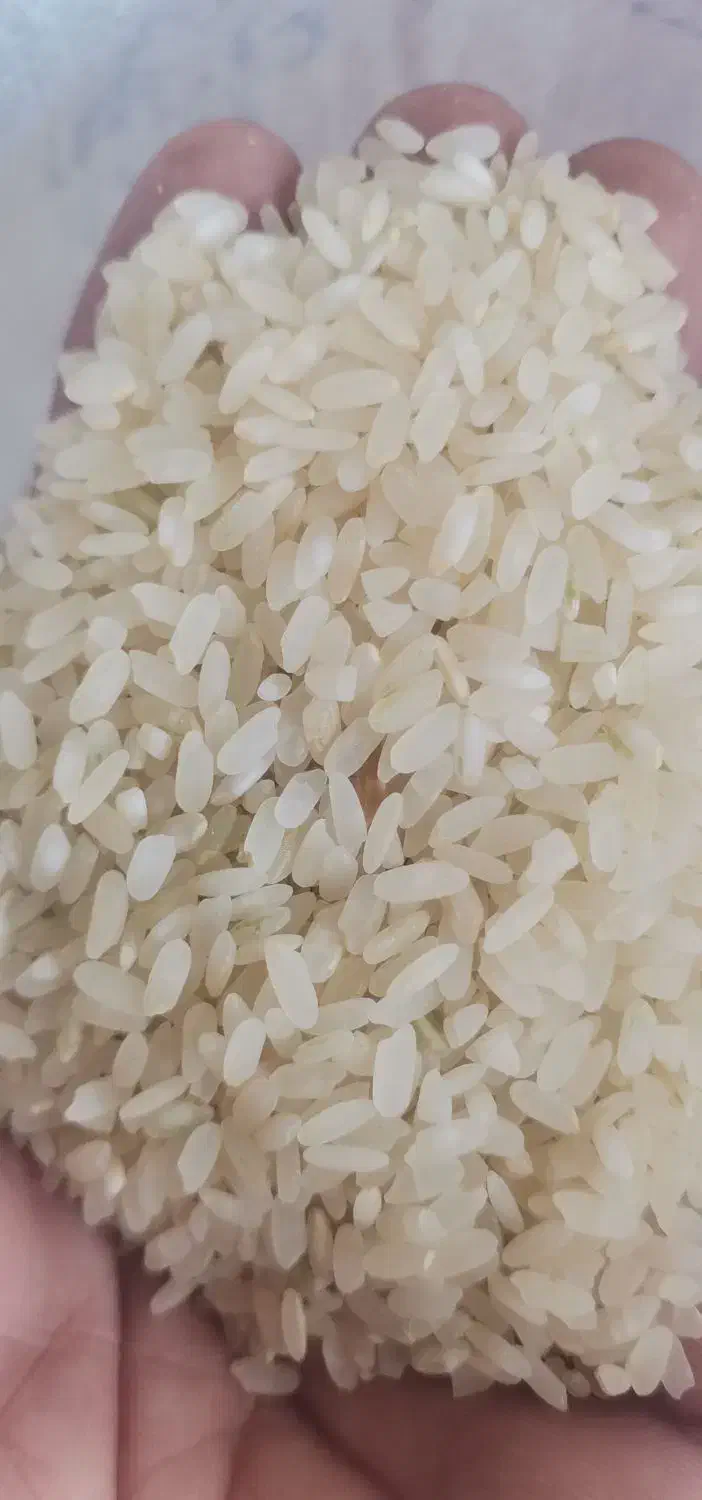 برنج کامفیروزی لوکس|خوردنی و آشامیدنی|شیراز, شهرک گلها|دیوار