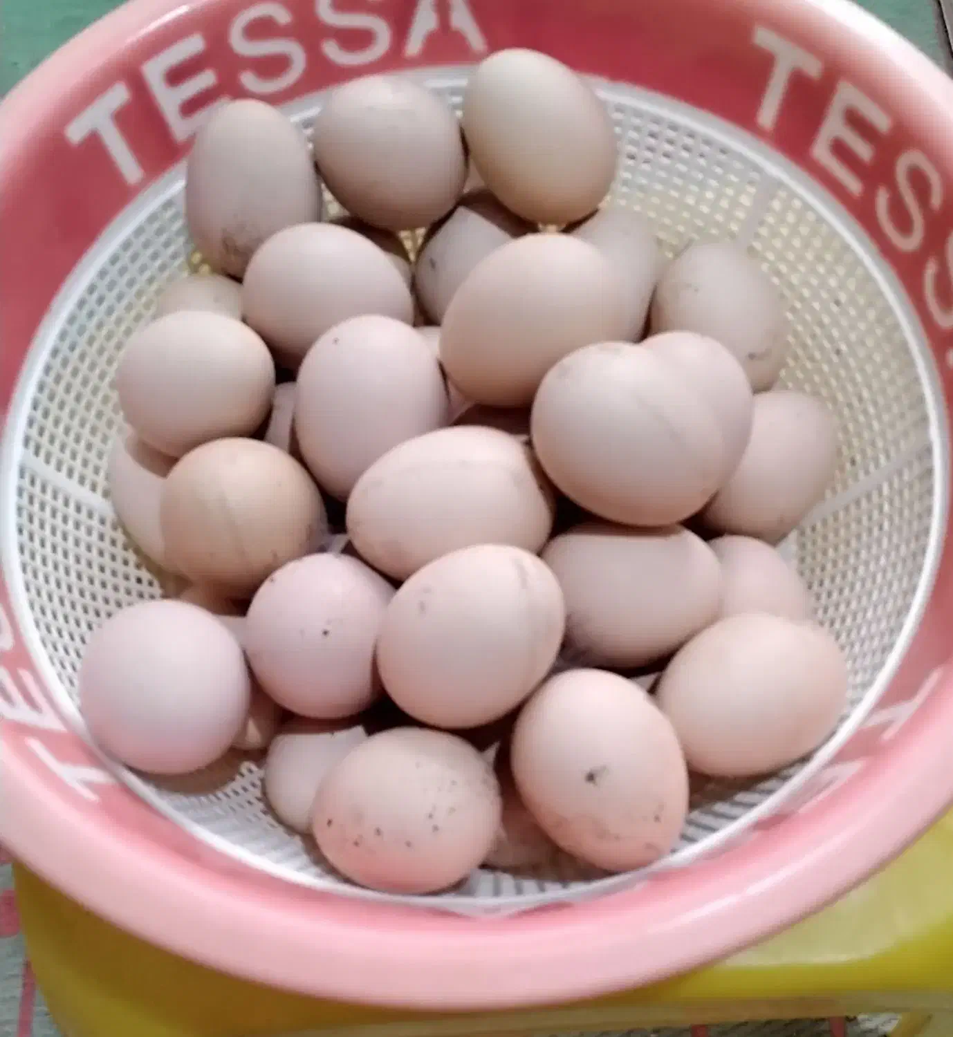 تخم مرغ تازه بومی (نراق)|خوردنی و آشامیدنی|دلیجان, |دیوار