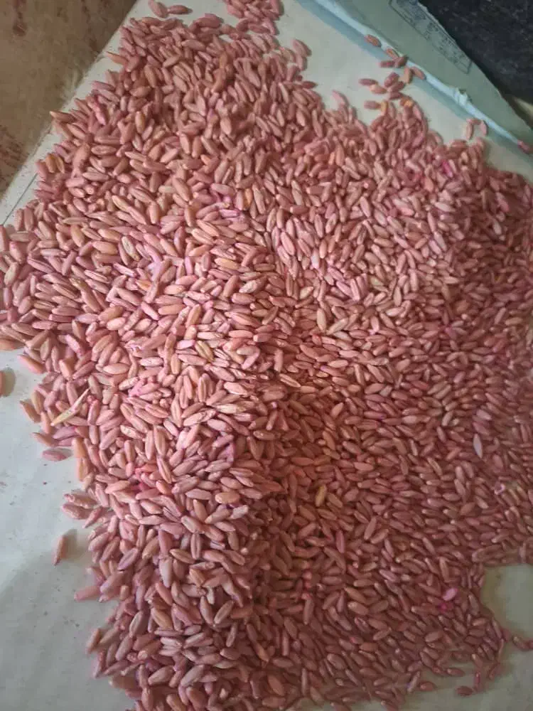 گندم بذری اوکراینی|خدمات باغبانی و درختکاری|بوکان, |دیوار