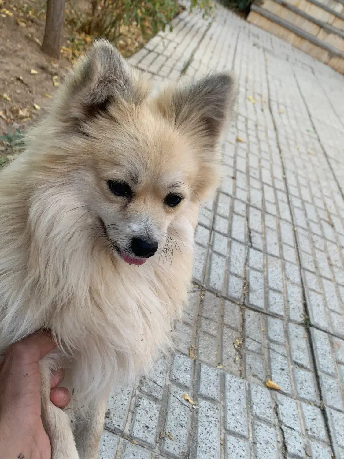 سگ پامر|سگ|اسفراین, |دیوار