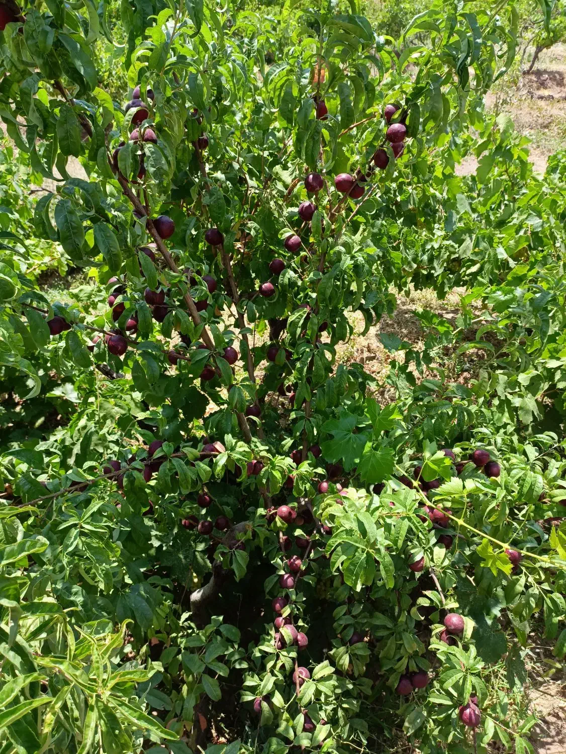 باغ میوه|فروش زمین و ملک کلنگی|ضیاء آباد, |دیوار