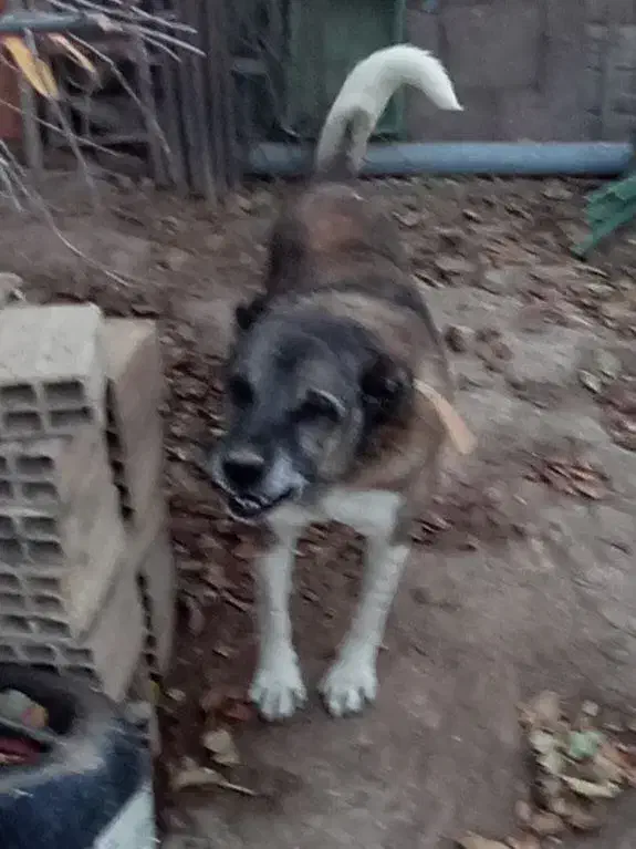 سک سرابی|سگ|ماسال, |دیوار