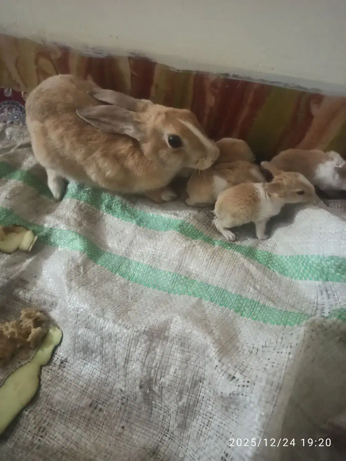 خرگوش|موش و خرگوش|کشکوئیه, |دیوار