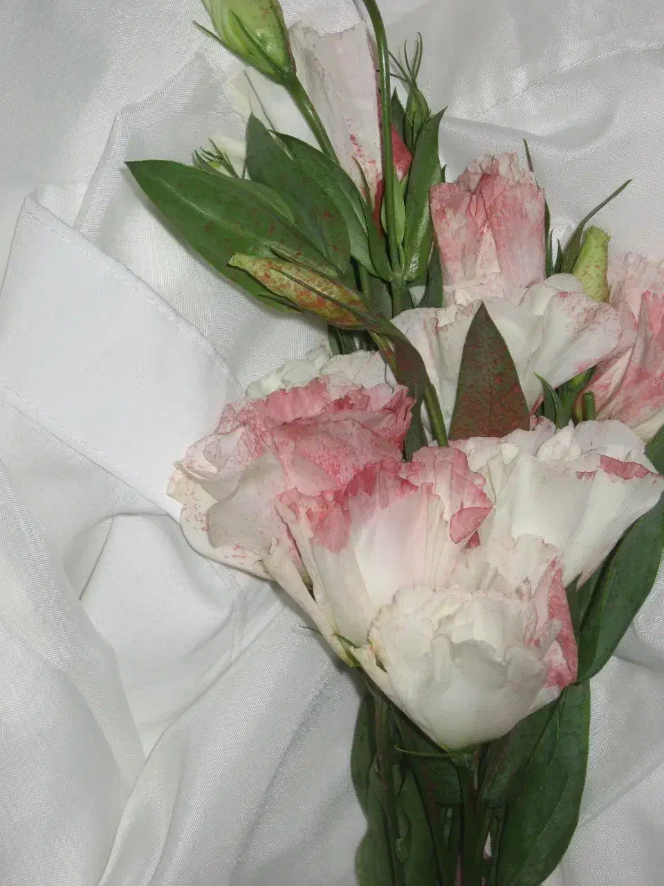 دوربین canon|دوربین عکاسی و فیلم‌برداری|بوشهر, |دیوار