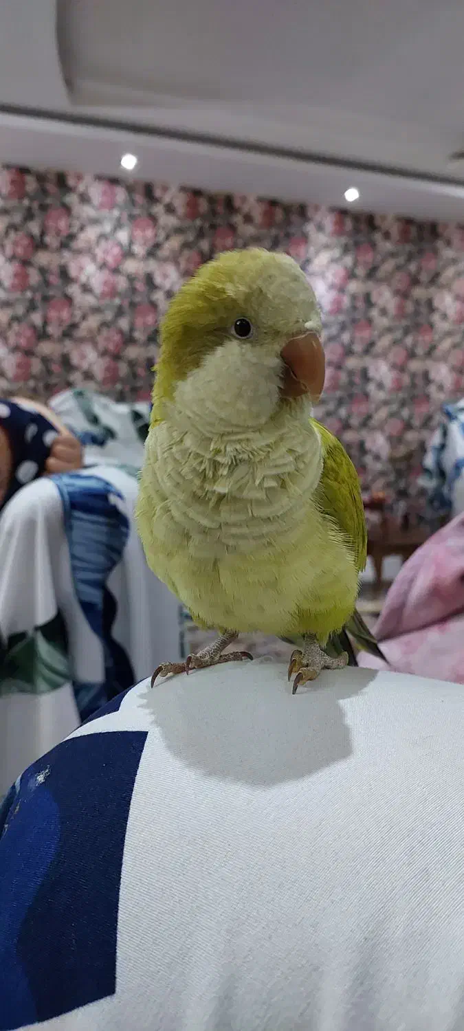 راهب|پرنده|کرج, باغستان|دیوار