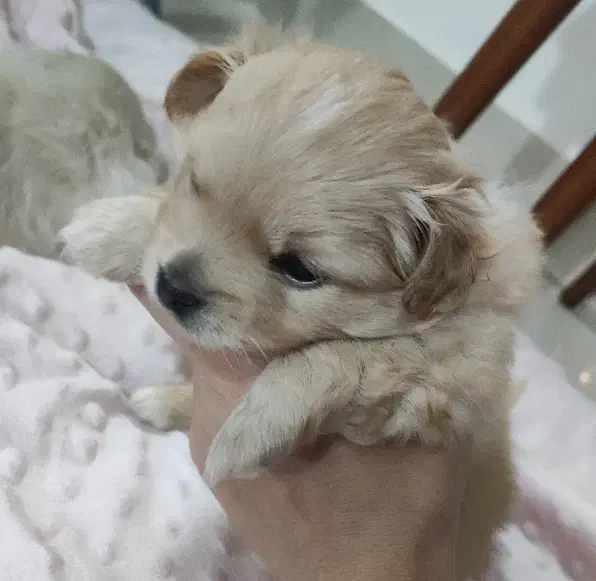 واگذاری سگ|سگ|مشهد, شهرک امام هادی (شهرک غرب)|دیوار