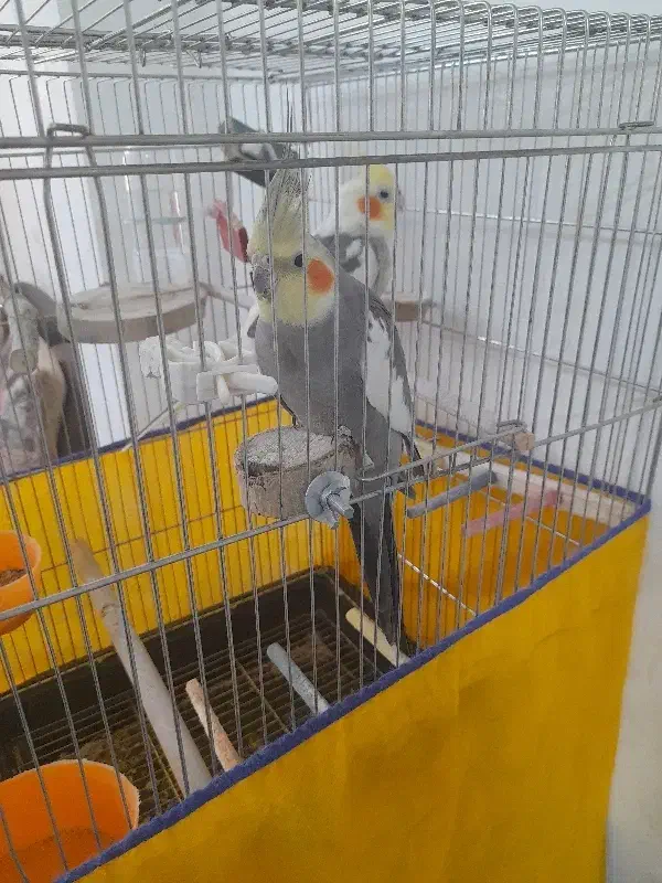 عروس هلندی|پرنده|فولادشهر, مسکن مهر فولادشهر|دیوار